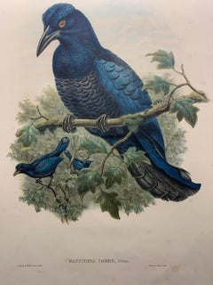 Excelente Manucodia Comrii  Ave litografiada por los ornitólogos Gould