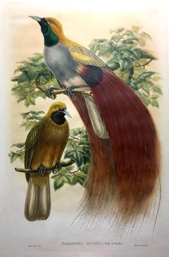 Magnífico pájaro Paradisea Decora litografiado por el gran ornitólogo Gould