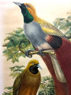 Magnífico pájaro Paradisea Decora litografiado por el gran ornitólogo Gould