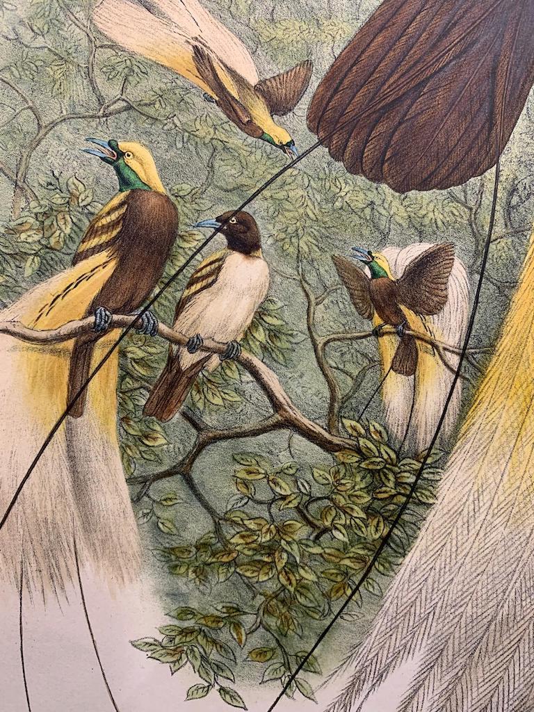 Magnífica litografía de Paradisea Minor Bird realizada por el gran ornitólogo Gould - Print de John and Elizabeth Gould