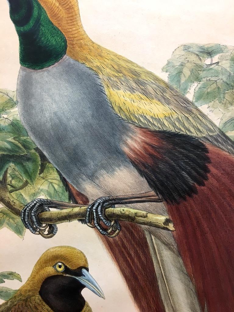 Magnífico pájaro Paradisea Decora litografiado por el gran ornitólogo Gould - Print Naturalista de John and Elizabeth Gould