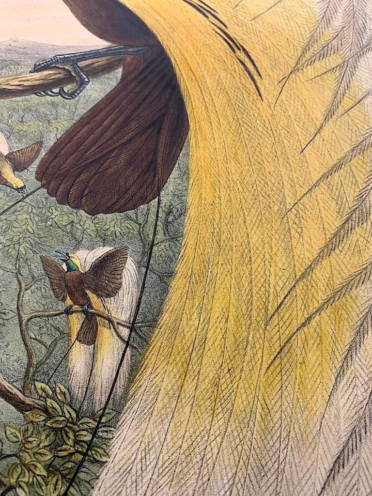 Magnífica litografía de Paradisea Minor Bird realizada por el gran ornitólogo Gould - Print Naturalista de John and Elizabeth Gould