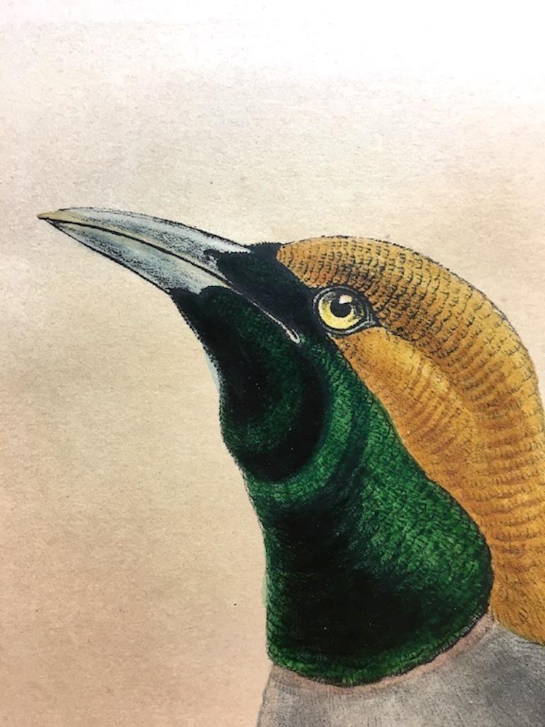 Esta lámina es única tanto por la inconfundible belleza de la especie de ave como por la gran habilidad científica y artística de Elisabeth y John Gould para haberla realizado.

El precio indicado destaca la brillantez de los colores, el excelente