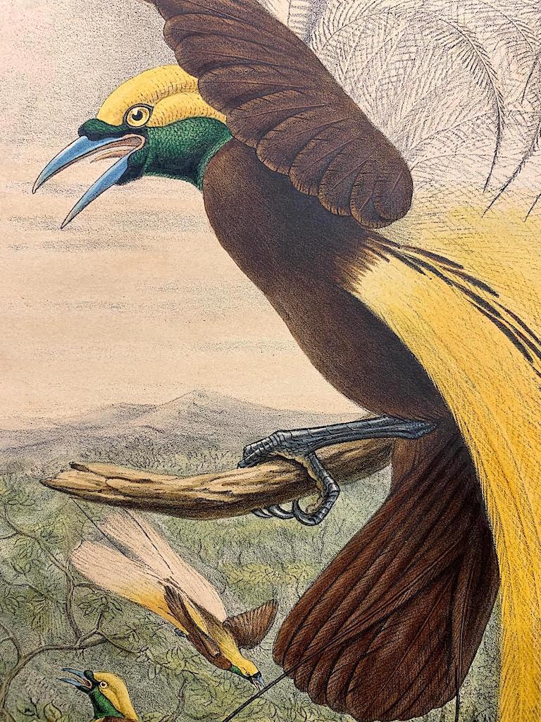 Esta lámina es única tanto por la inconfundible belleza de la especie de ave como por la gran habilidad científica y artística de Elisabeth y John Gould para haberla realizado.

El precio indicado destaca la brillantez de los colores, el excelente