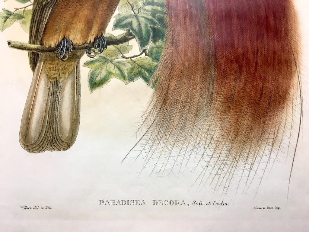 Magnífico pájaro Paradisea Decora litografiado por el gran ornitólogo Gould en venta 1