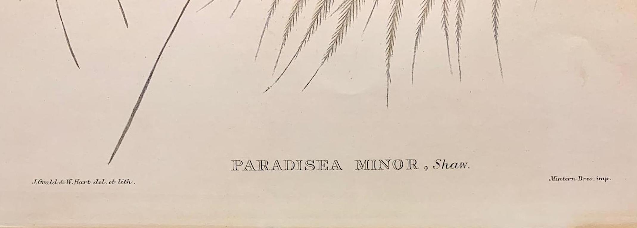 Magnífica litografía de Paradisea Minor Bird realizada por el gran ornitólogo Gould en venta 1