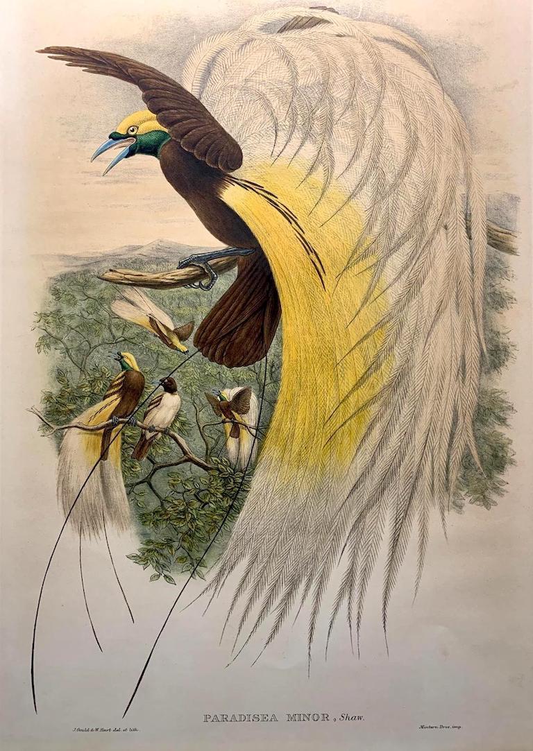 Animal Print de John and Elizabeth Gould - Magnífica litografía de Paradisea Minor Bird realizada por el gran ornitólogo Gould