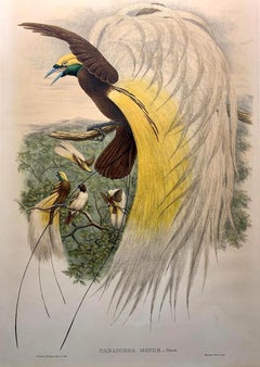 Magnífica litografía de Paradisea Minor Bird realizada por el gran ornitólogo Gould