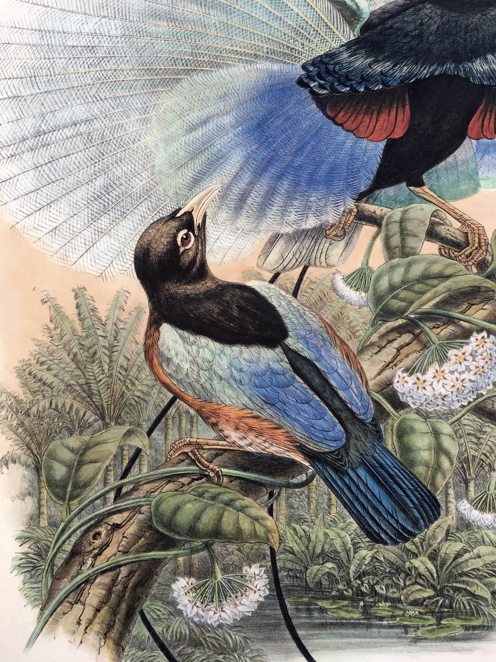 Superb Paradisornis Rudolphi Bird litographed by the ornithologists Gould - Print di John and Elizabeth Gould