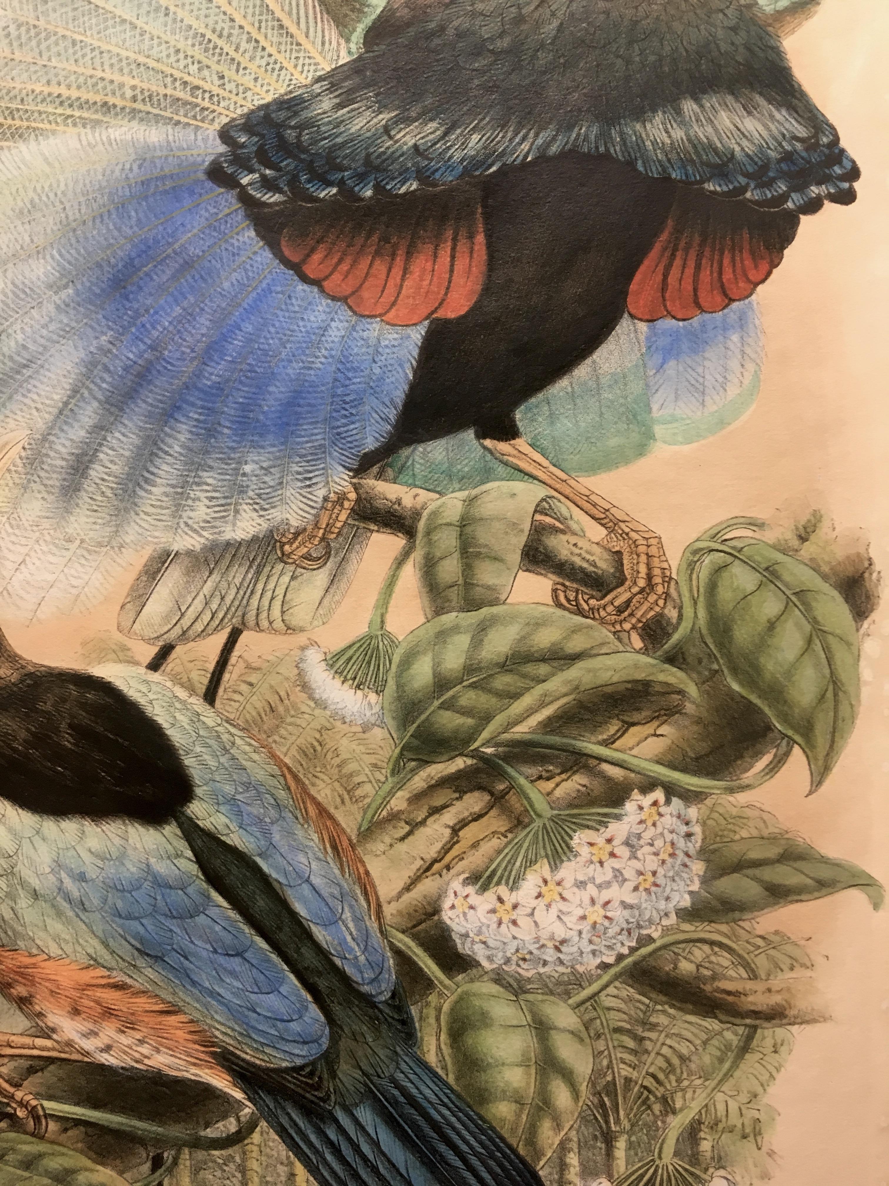 Superb Paradisornis Rudolphi Bird litographed by the ornithologists Gould - Animal Print Brown di John and Elizabeth Gould