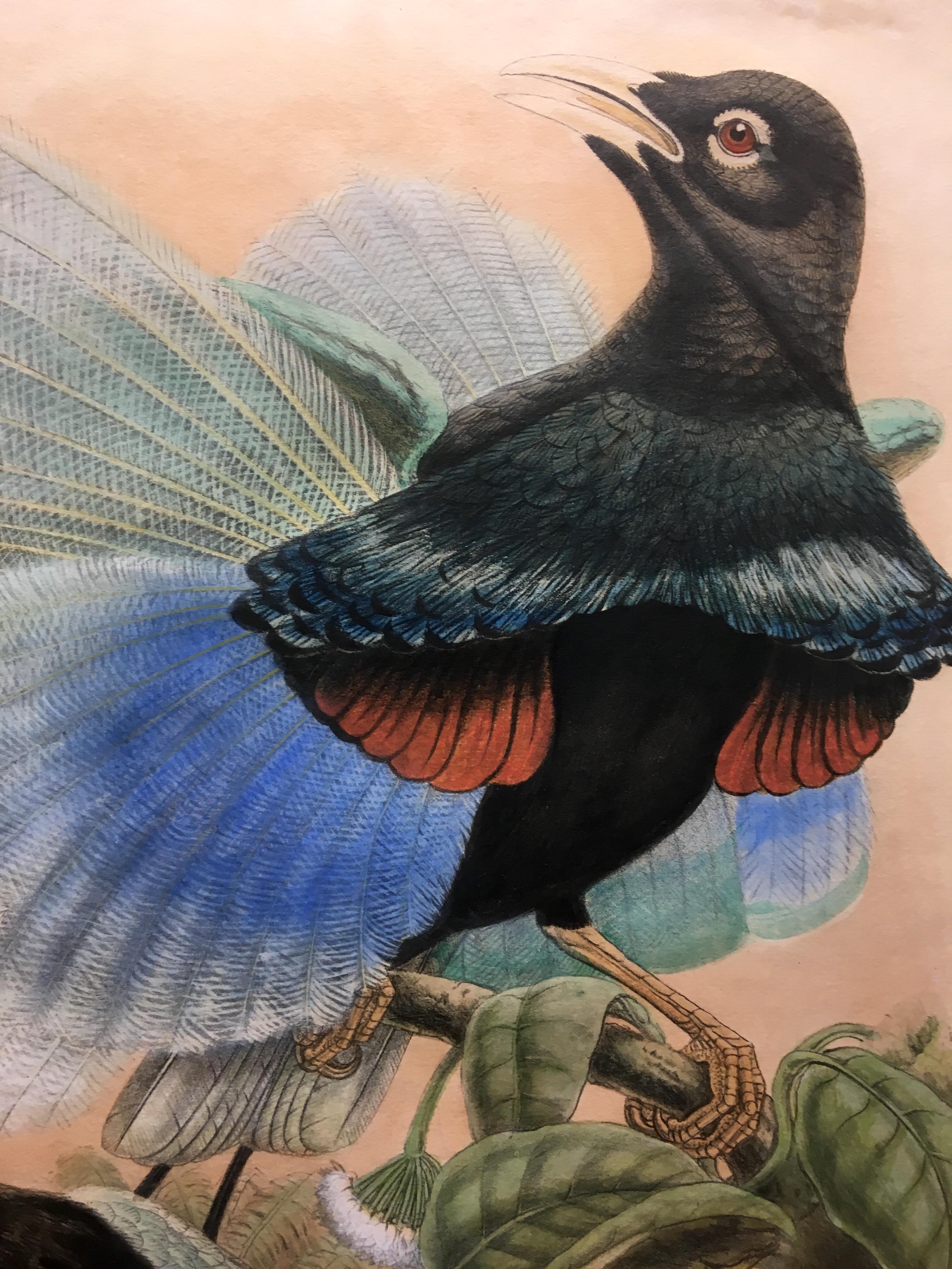 This plate is unique because of the bird species' unmistakable beauty and the great scientific and artistic skill with which Elisabeth and Jhon Gould rendered it.

The price quoted highlights the brilliance of the colours, the excellent state of
