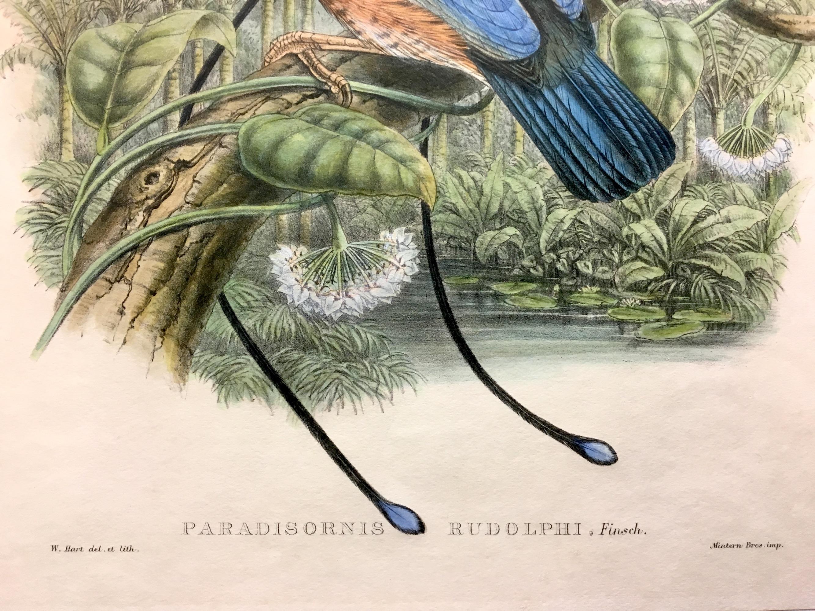 Superb Paradisornis Rudolphi Bird litographed by the ornithologists Gould in vendita 1