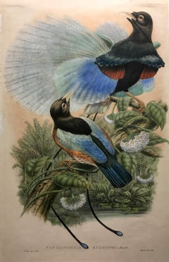 Magnífico pájaro Paradisornis Rudolphi litografiado por los ornitólogos Gould