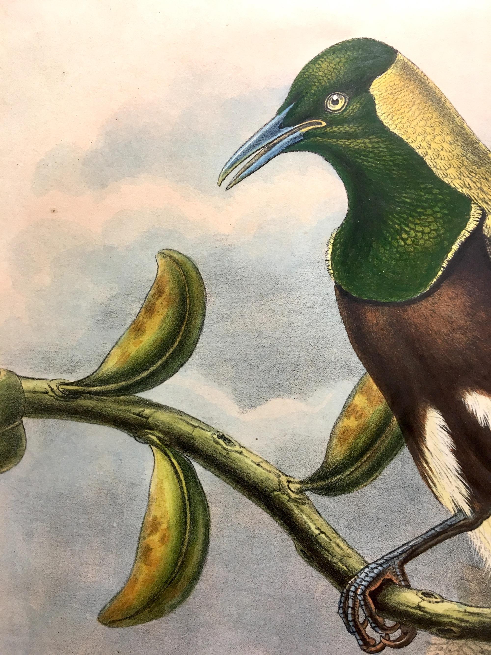Superb Trichoparadisea Gulielmi Bird lithographed by the ornithologists Gould - Print by John and Elizabeth Gould