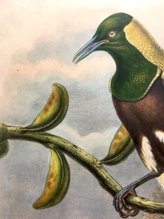 Superb Trichoparadisea Gulielmi Bird lithographed by the ornithologists Gould