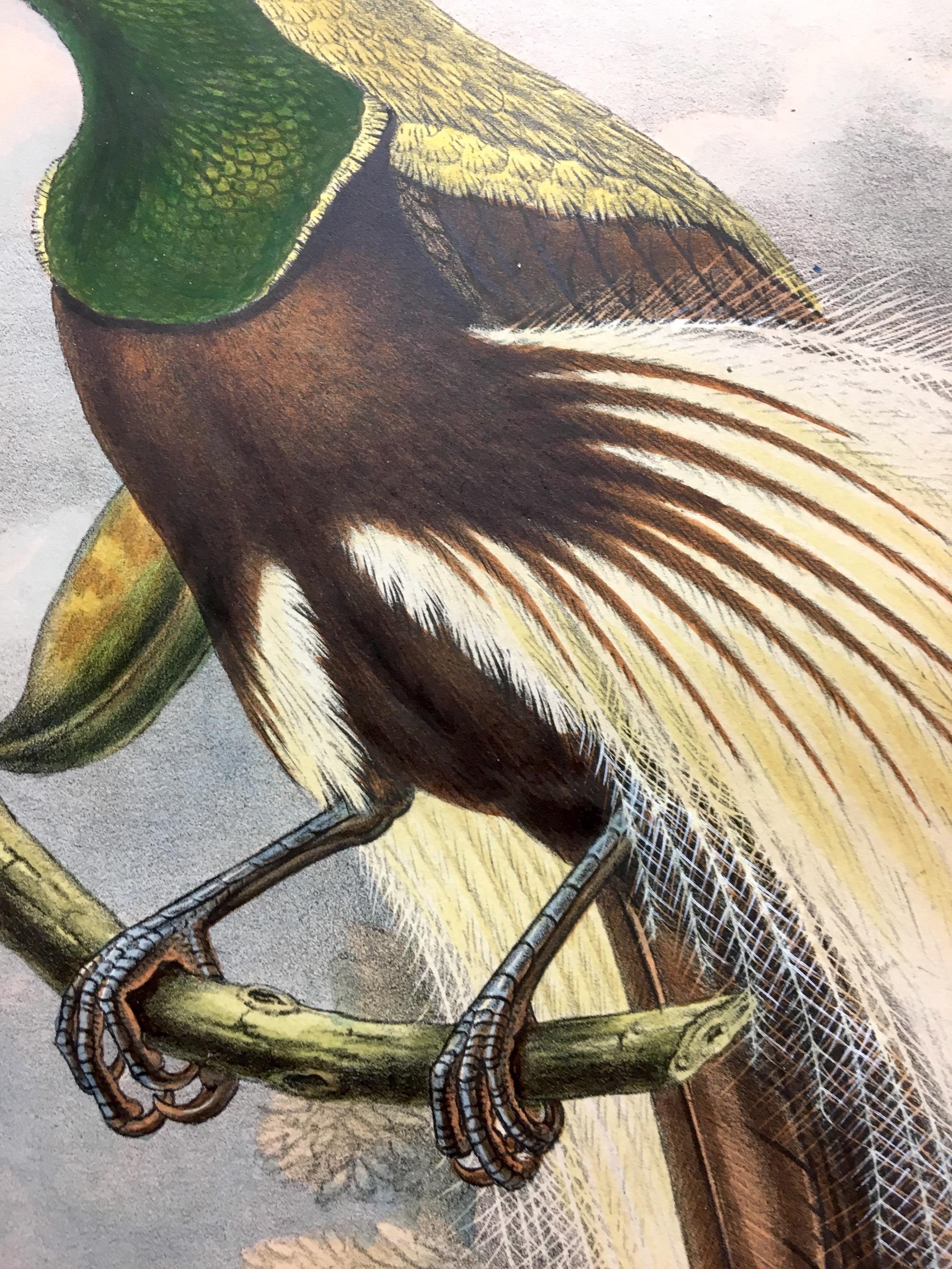 Superb Trichoparadisea Gulielmi Bird lithographed by the ornithologists Gould - Naturalistic Print by John and Elizabeth Gould