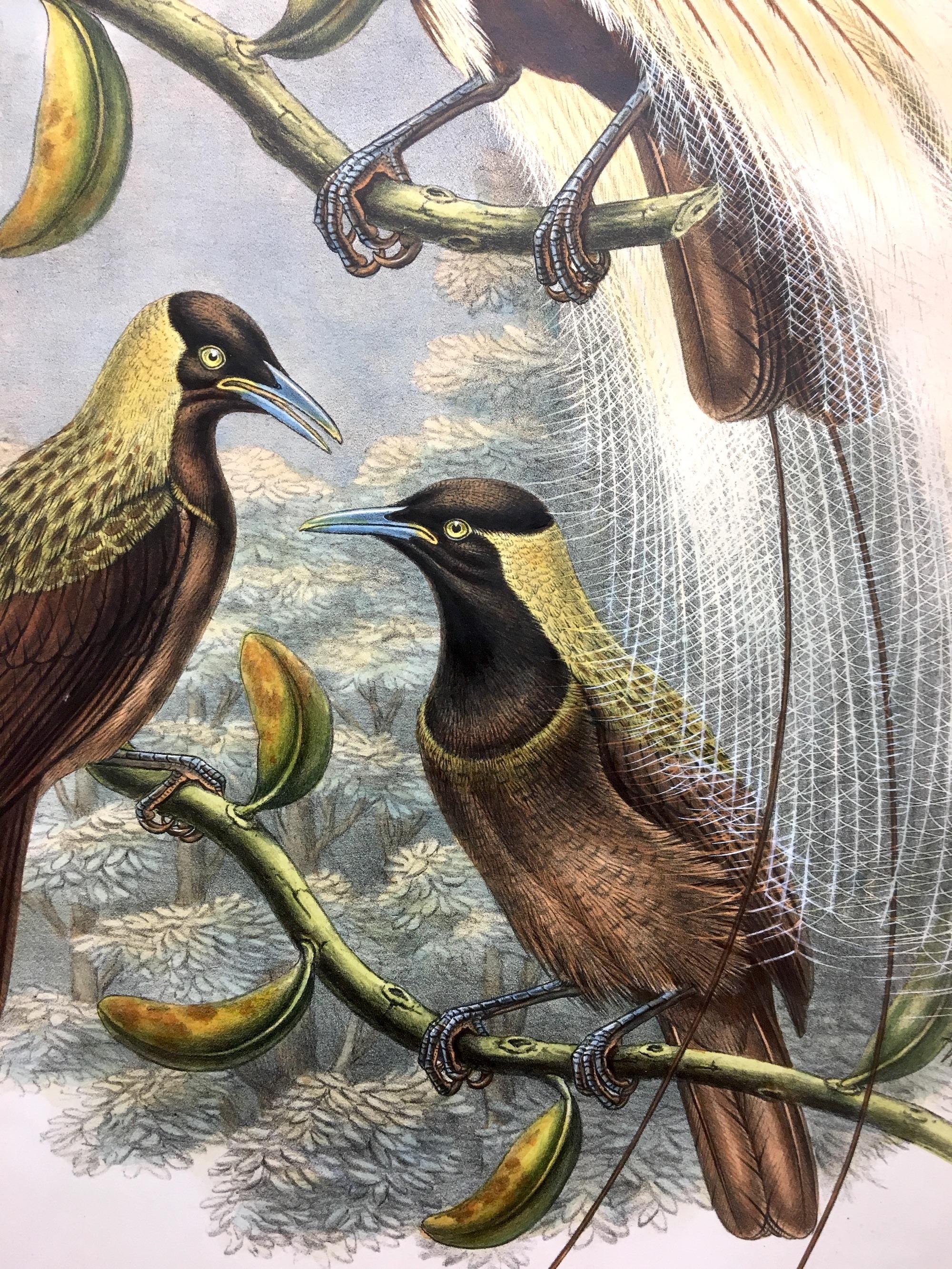Superb Trichoparadisea Gulielmi Bird lithographed by the ornithologists Gould - Gray Animal Print by John and Elizabeth Gould