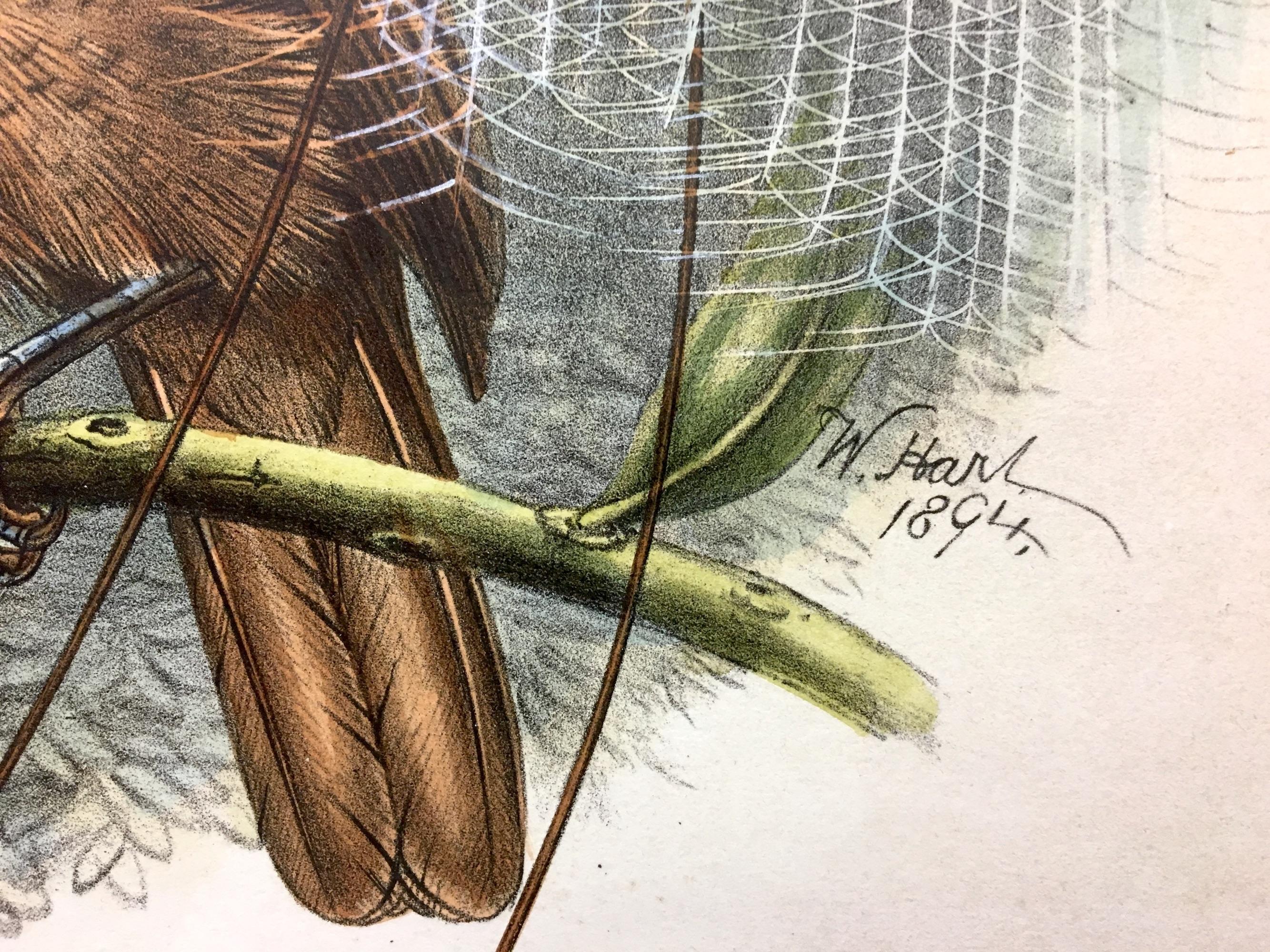 This plate is unique both because of the bird species' unmistakable beauty and the great scientific and artistic skill with which Elisabeth and Jhon Gould rendered it.

The price quoted highlights the brilliance of the colors, the excellent state of