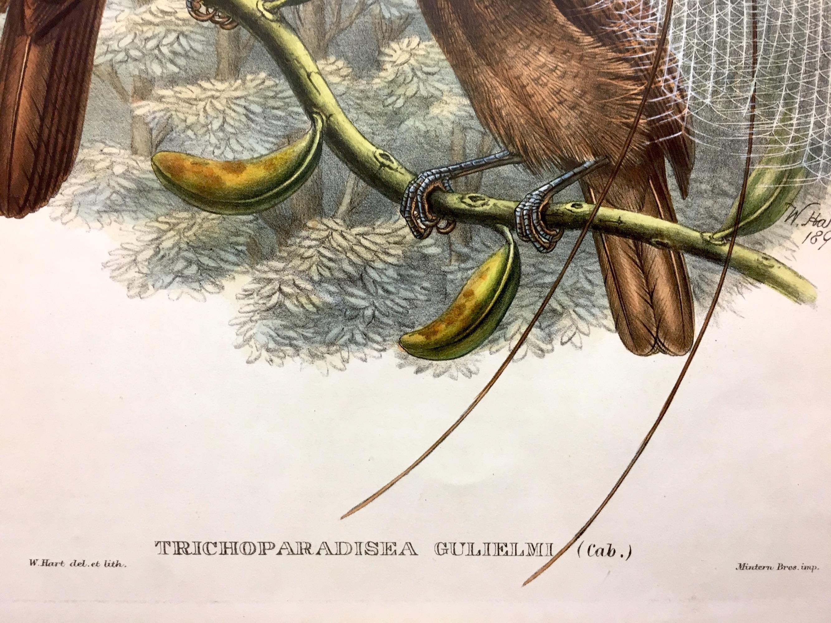 Superb Trichoparadisea Gulielmi Bird lithographed by the ornithologists Gould For Sale 1