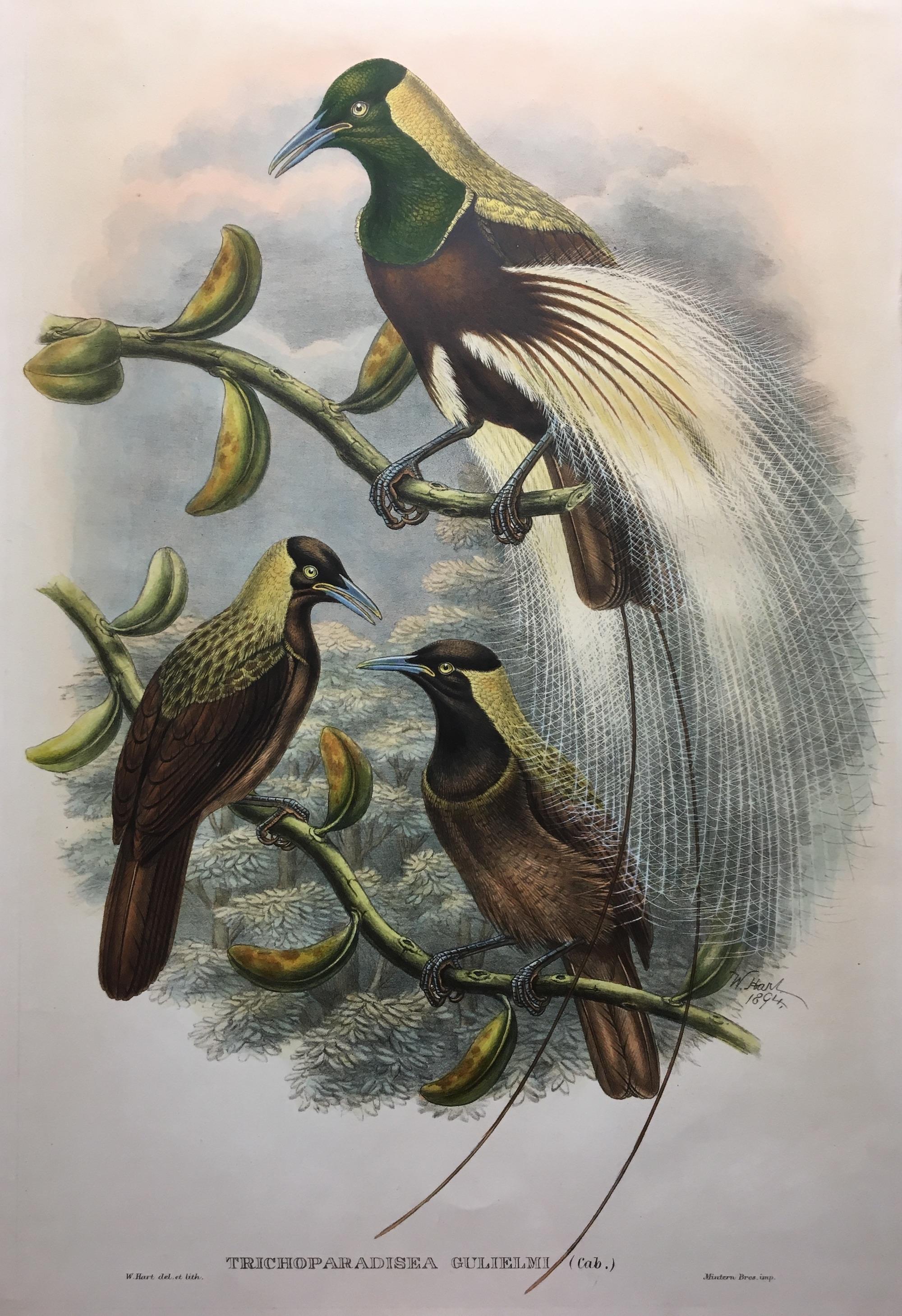 John and Elizabeth Gould Animal Print - Superb Trichoparadisea Gulielmi Bird lithographed by the ornithologists Gould