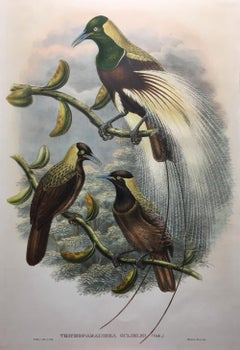 Superb Trichoparadisea Gulielmi Bird lithographed by the ornithologists Gould