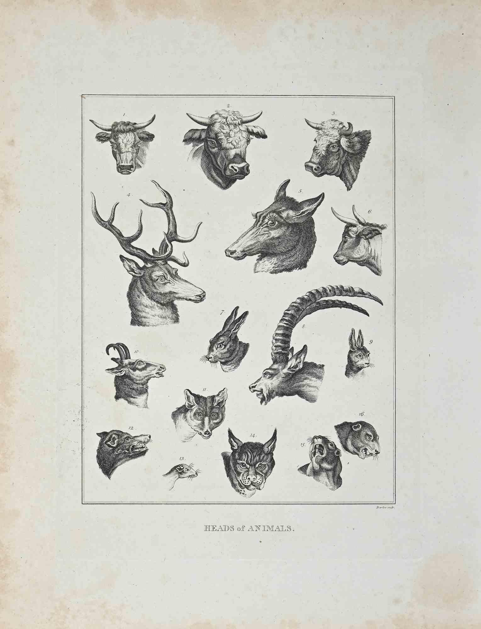 Têtes d'animaux - eau-forte originale de John Barlow - 1810