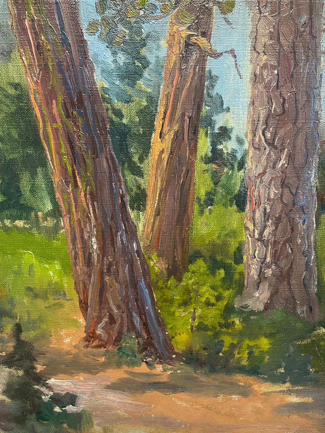 Ponderosa, Sugar e White Pine (Studio di un albero), 1915 ca. - Landscape Painting Marrone di John Bond Francisco