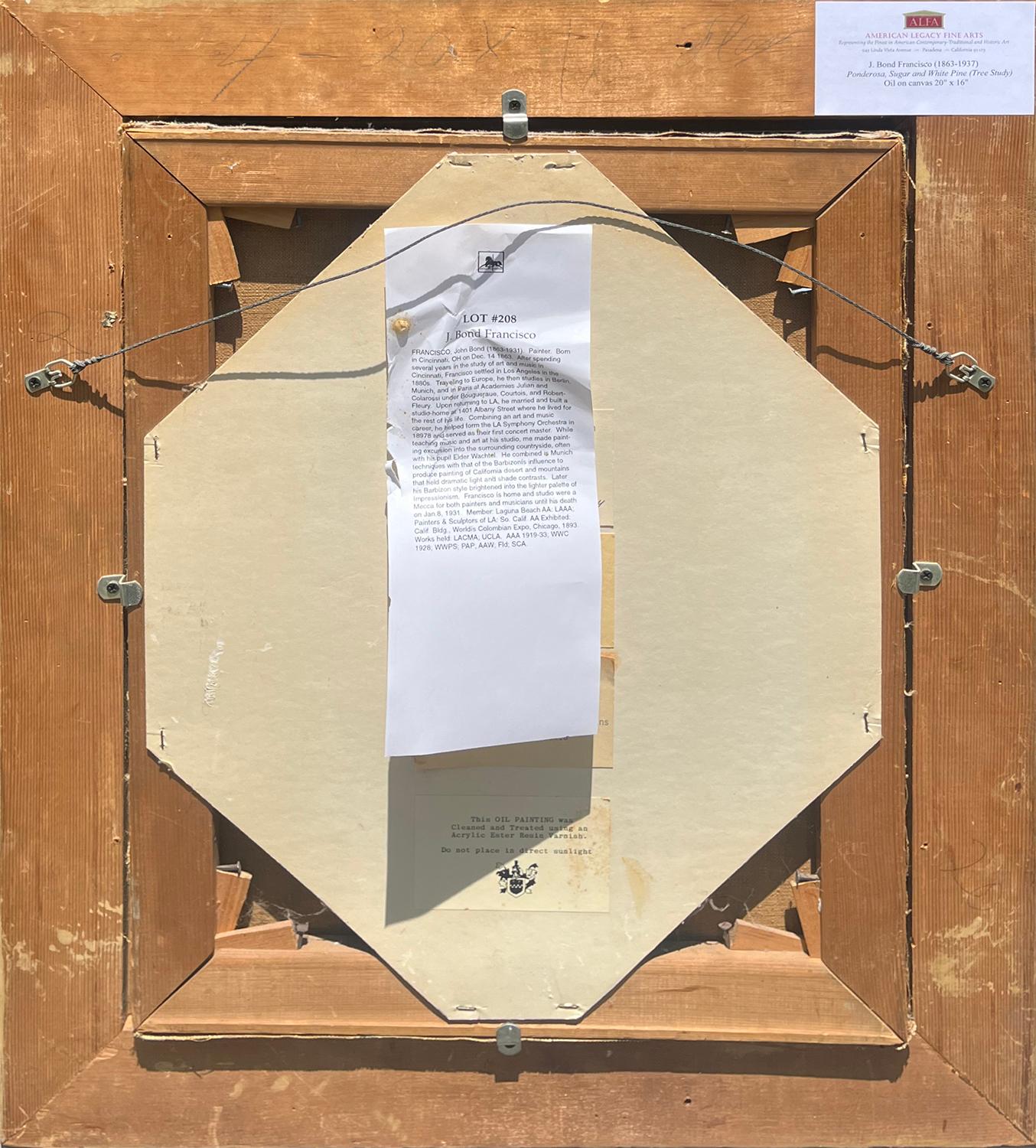 Ponderosa, Sugar e White Pine (Studio di un albero), 1915 ca. in vendita 1