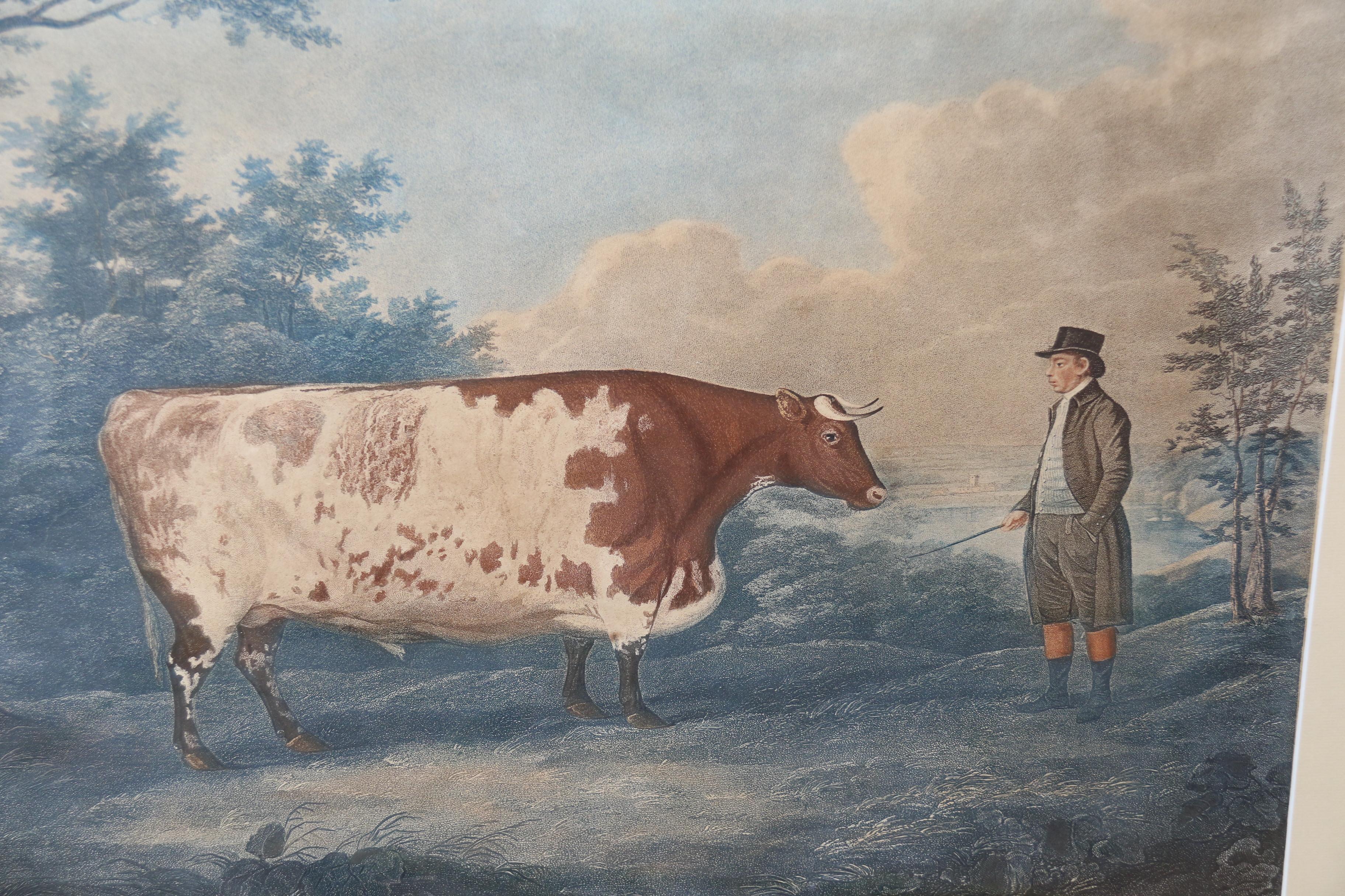John Boultbee „Der Durham-Ox“, handkolorierte Gravur aus dem Jahr 1802, englisch  (Englisch) im Angebot