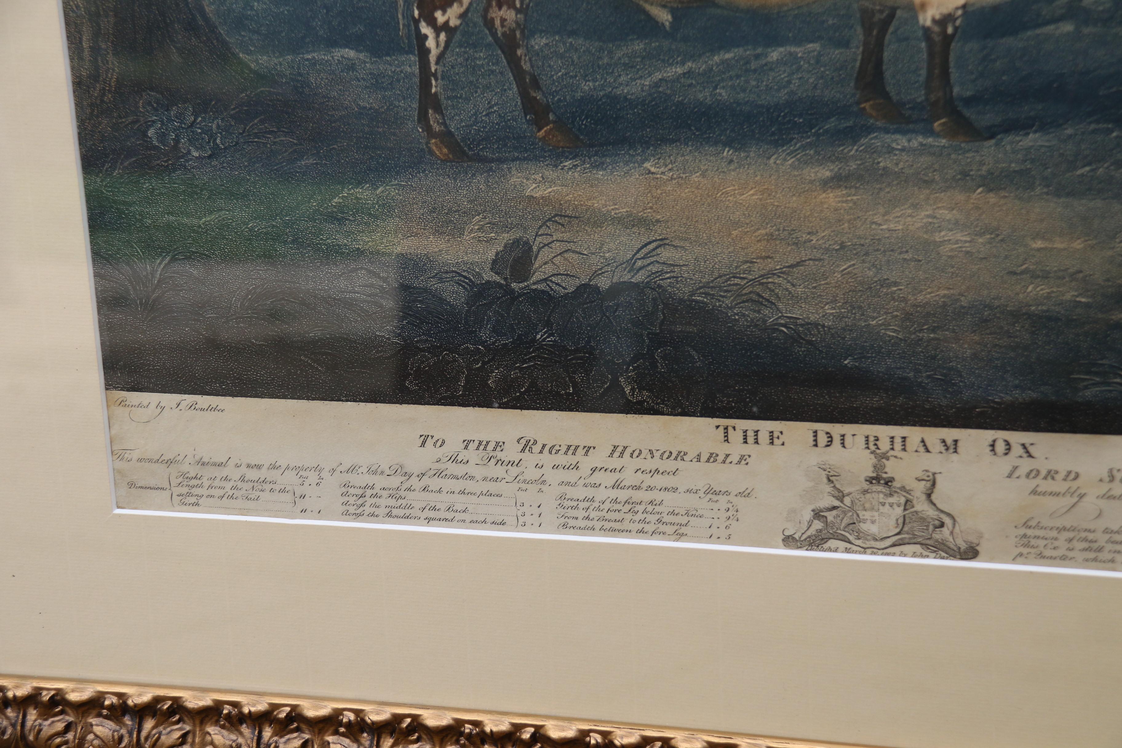 John Boultbee „Der Durham-Ox“, handkolorierte Gravur aus dem Jahr 1802, englisch  (Frühes 19. Jahrhundert) im Angebot