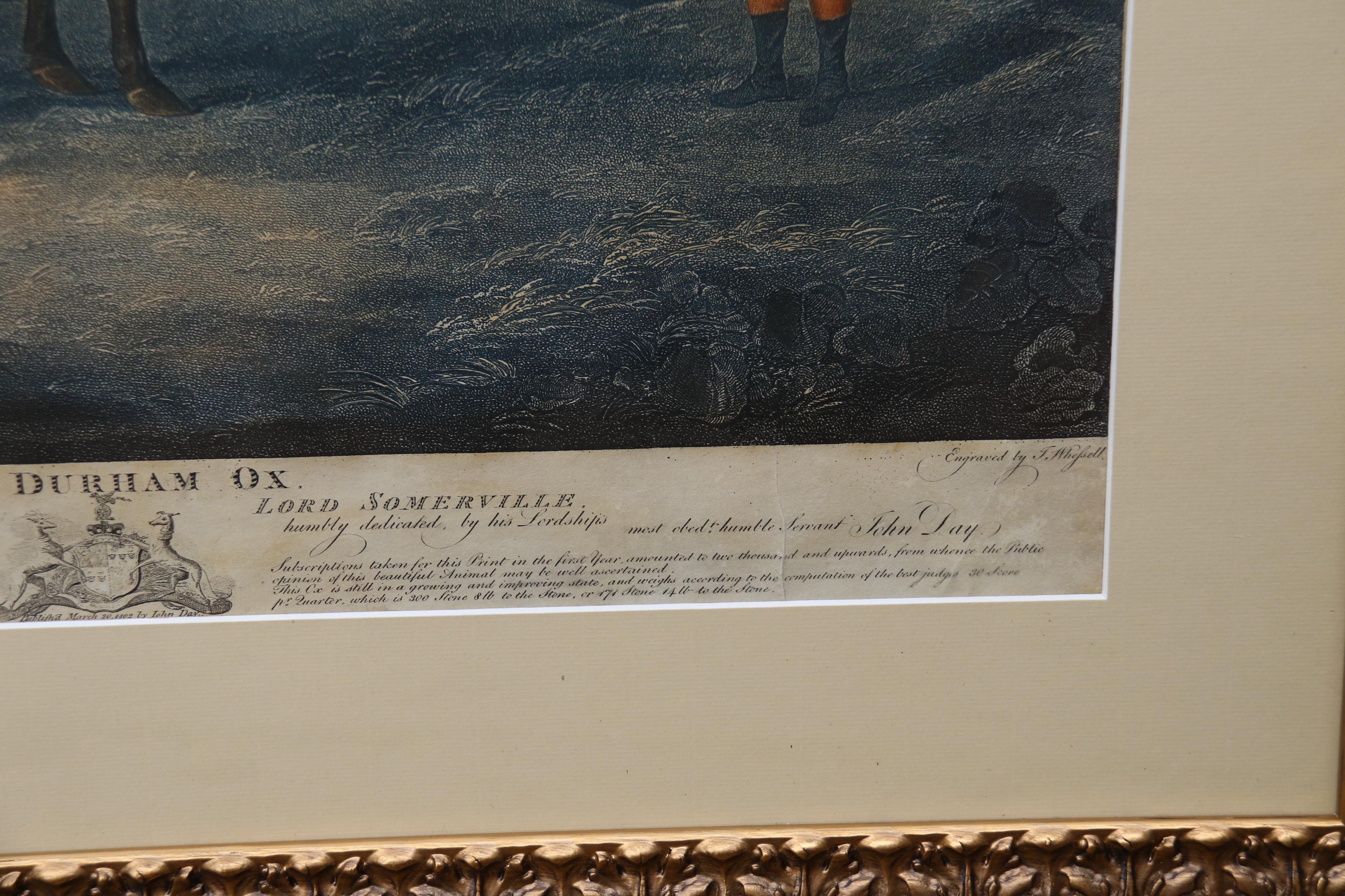 John Boultbee „Der Durham-Ox“, handkolorierte Gravur aus dem Jahr 1802, englisch  (Papier) im Angebot