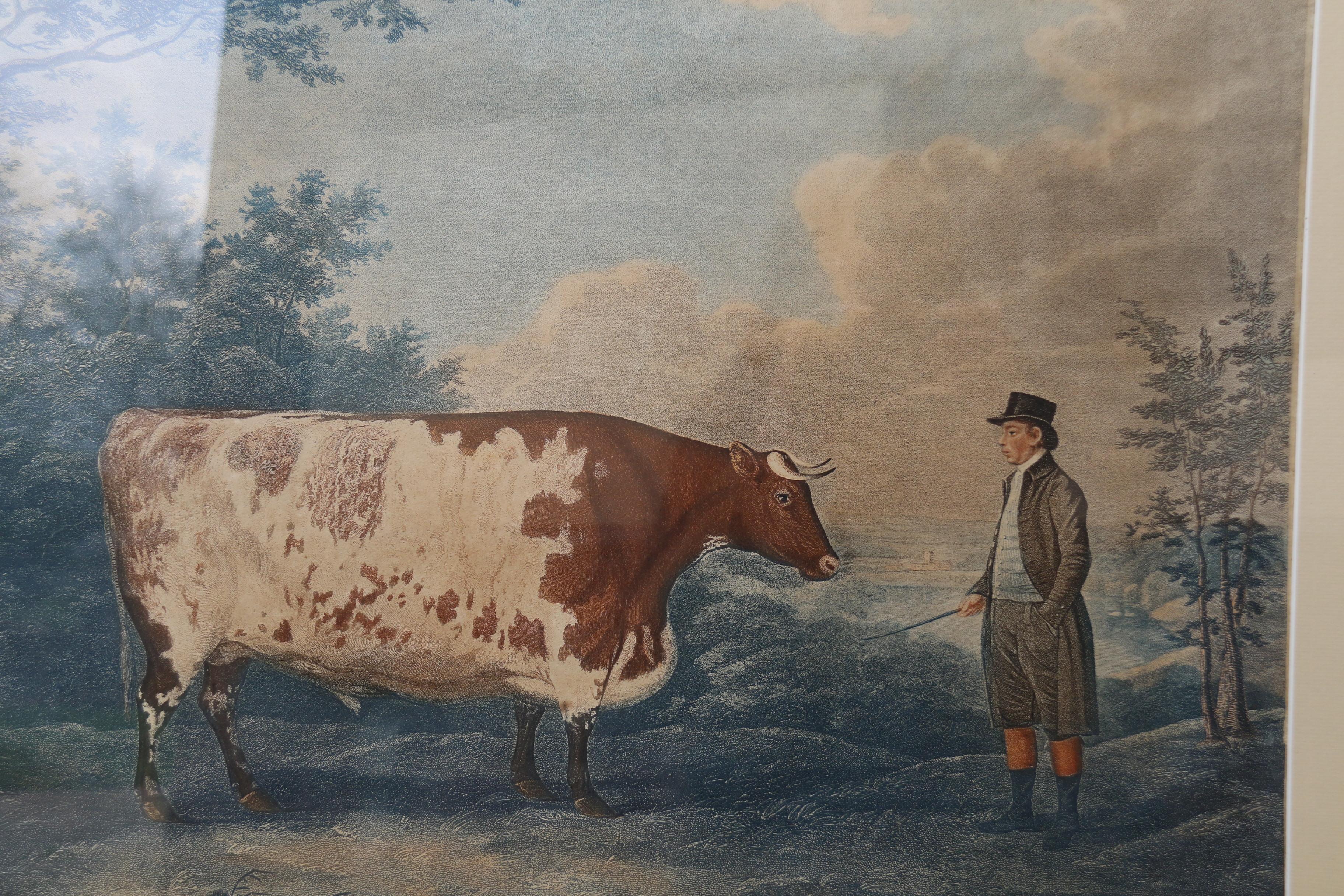John Boultbee „Der Durham-Ox“, handkolorierte Gravur aus dem Jahr 1802, englisch  im Angebot 1