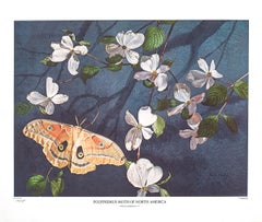 Polyphemus Moth of North America in Dogwood Blossoms by John Cody