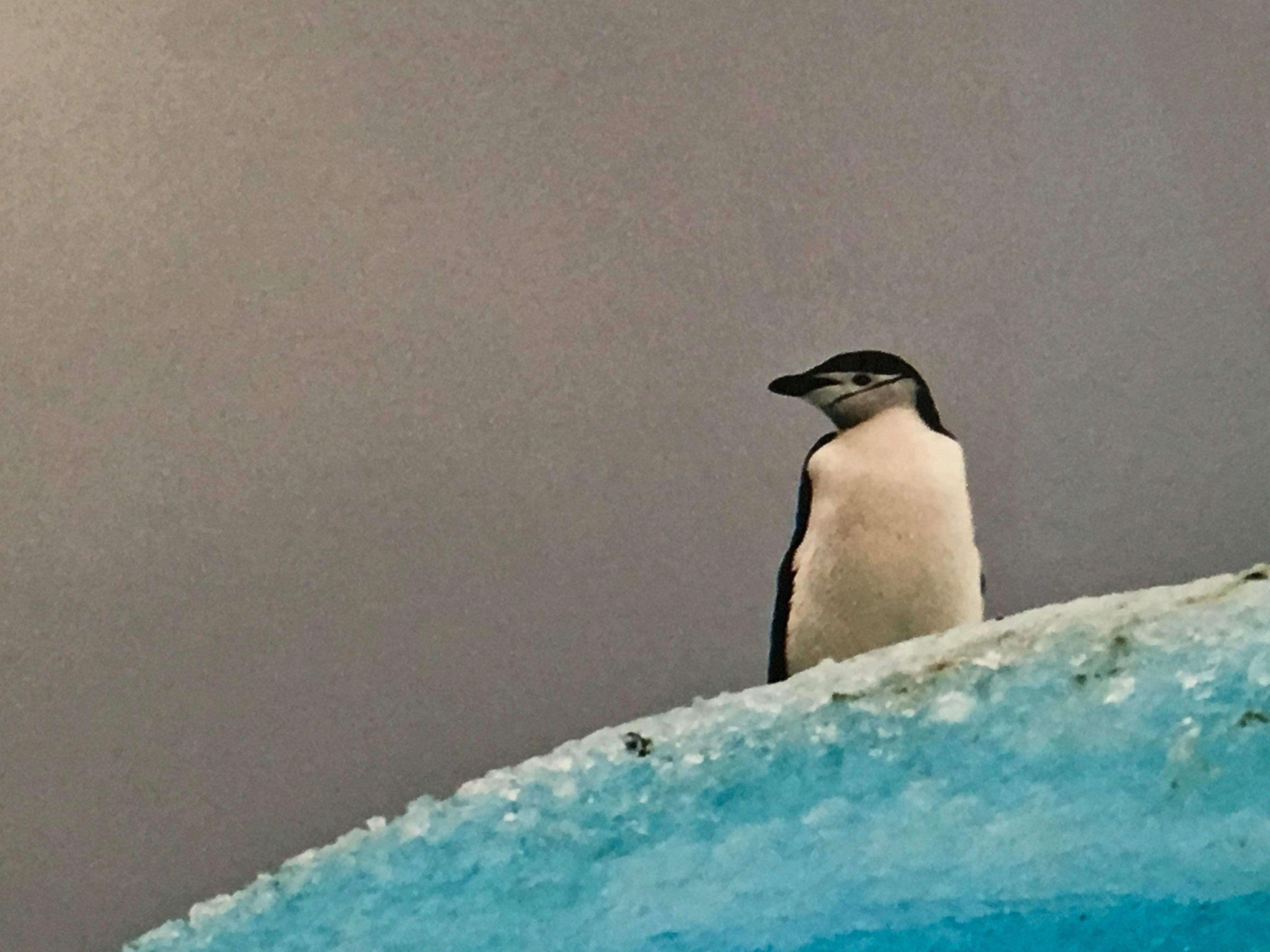 Antarctica #2, Limited Edition, Photograph, Penguin, Iceberg, Framed, Kids Decor - Gray Color Photograph by John Conn