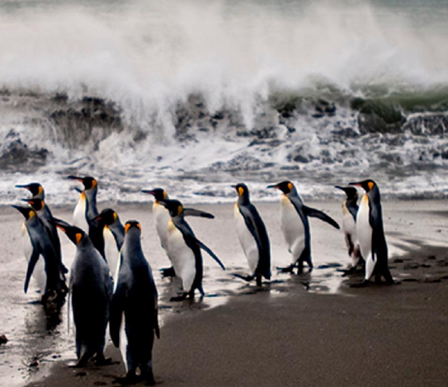 black and white penguins photograph