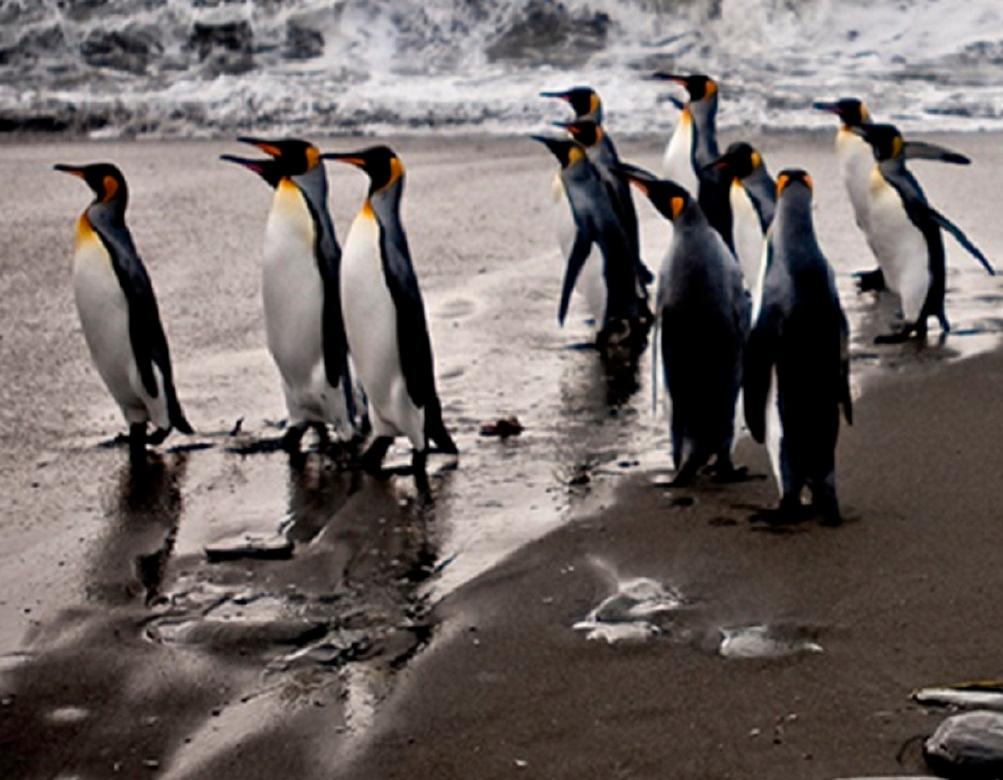 black and white landscape with penguins