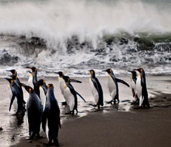 Antarctica 3 small, Penguins, Ocean, Photography, Travel, Waves, Black, White