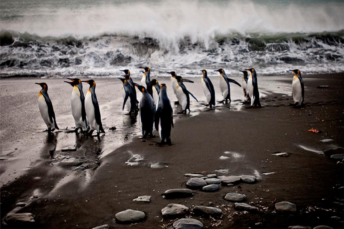 John Conn Landscape Photograph - Antarctica 3 small, Penguins, Ocean, Photography, Travel, Waves, Black, White