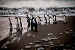 Antarctica 3 kleine Penguine, Ozean, Fotografie, Reisen, Wellen, Schwarz, Weiß