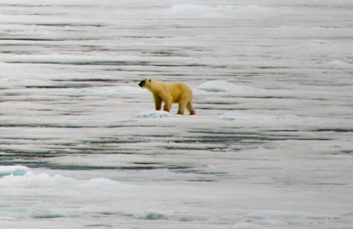 picture of polar bear on iceberg