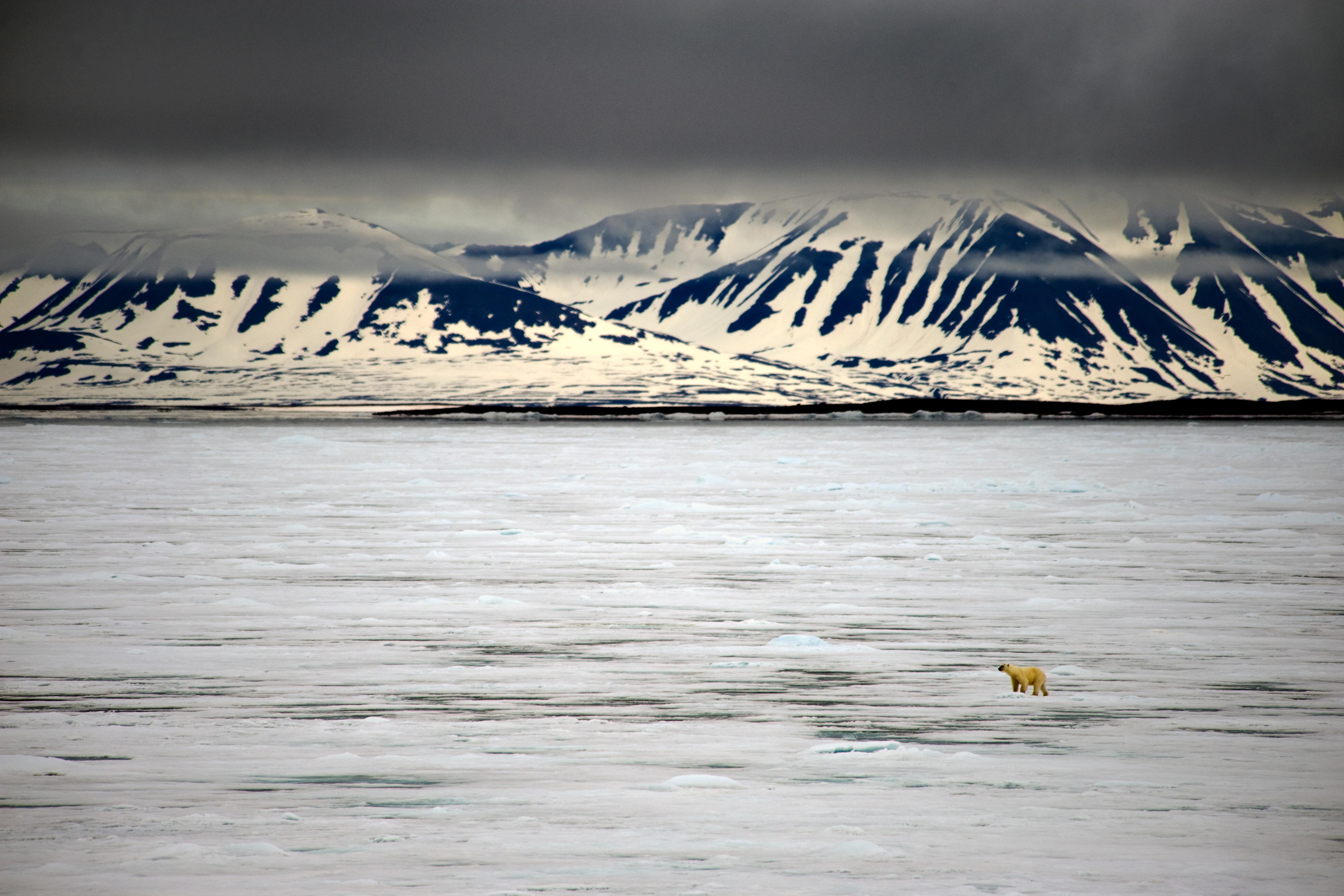 John Conn Landscape Photograph - Arctic #5, Iceberg, Polar Bear, Limited Edition Photograph, Blue, Travel