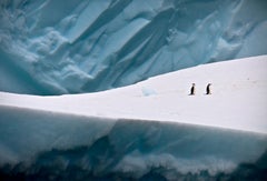 Lewis & Clark, Color Photograph, Penguins, Iceberg, Kids Decor