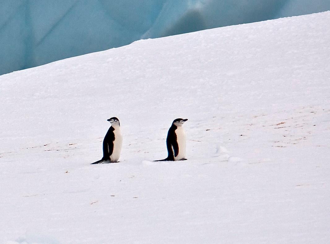 Lewis & Clark est une photographie en édition limitée prise par John Conn en 2010.  Elle mesure 13x19 et n'est pas encadrée.  Elle représente deux pingouins se faisant face dans des directions opposées sur une glace.   Il a été imprimé en