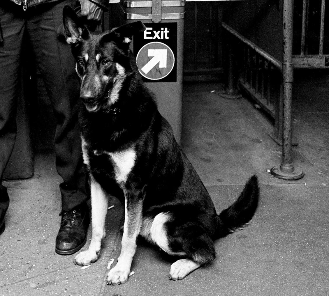 Subway 20 Petit, Noir et Blanc, Photographie, NYC, 1970, Station de métro, Cop, Dog en vente 1