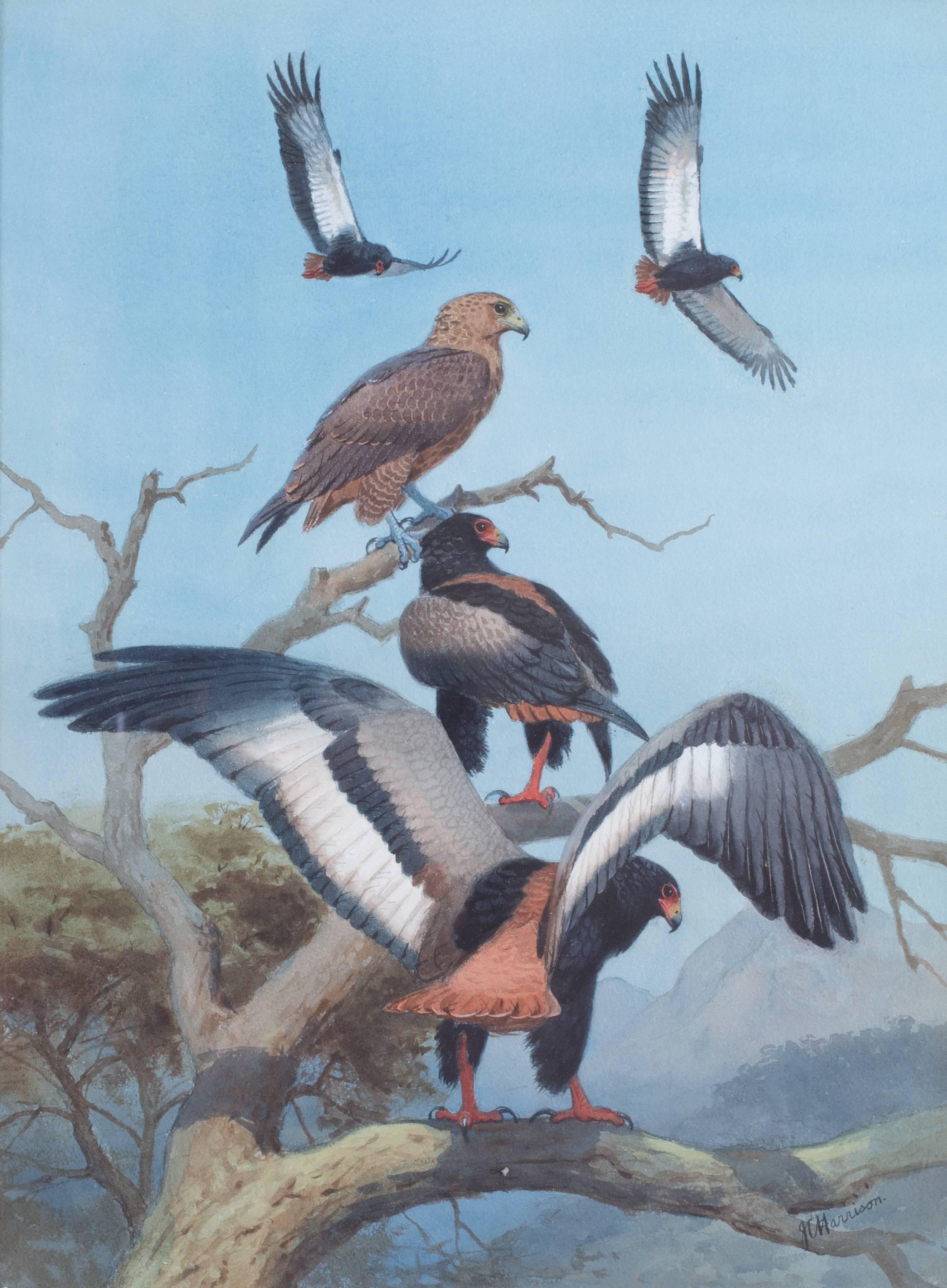 John Cyril Harrison Animal Painting - BATELEUR EAGLES