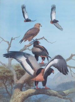 BATELEUR EAGLES