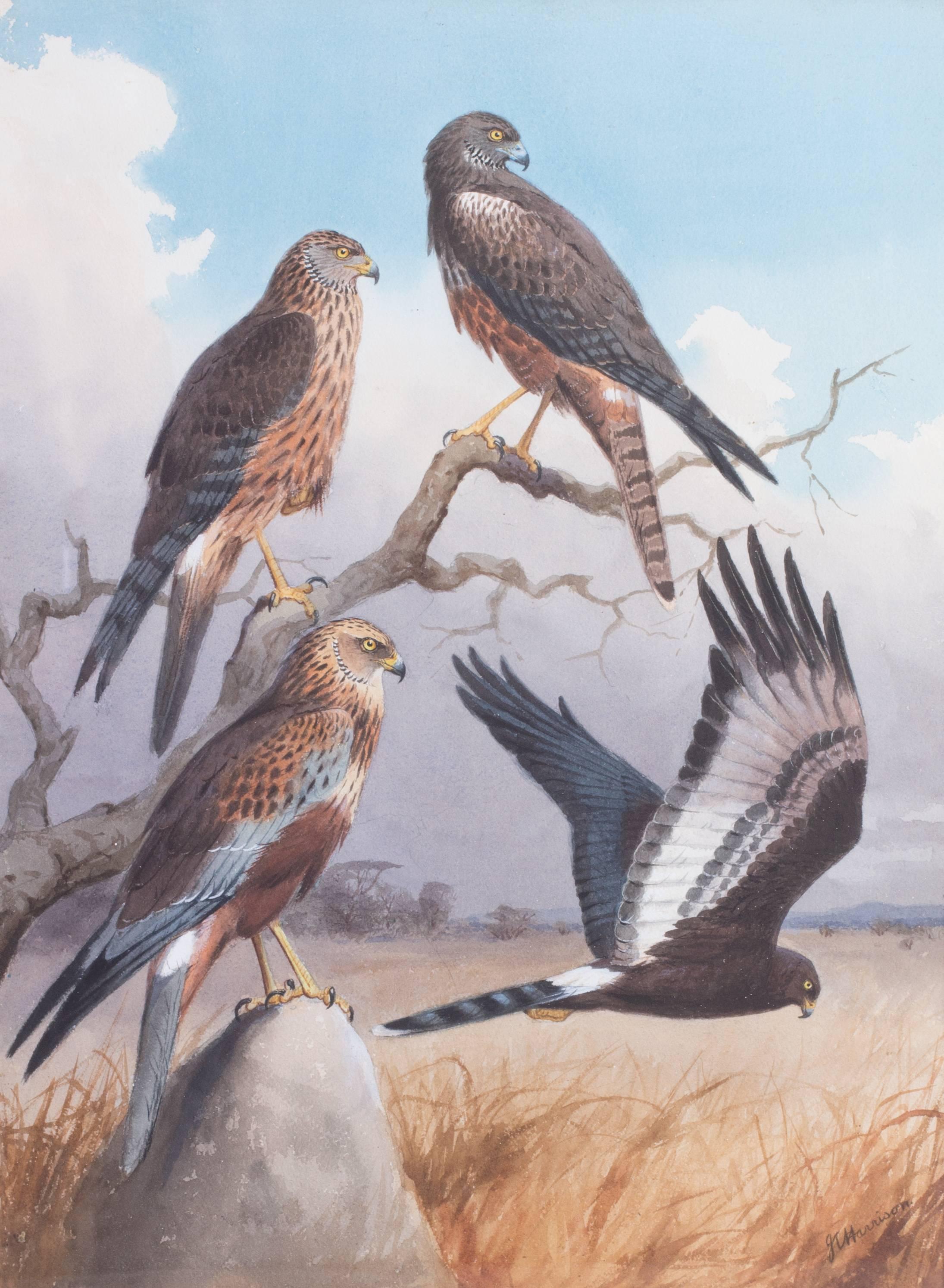 John Cyril Harrison Animal Painting - MARSH AND AFRICAN BLACK HARRIERS