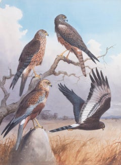 MARSH AND AFRICAN BLACK HARRIERS