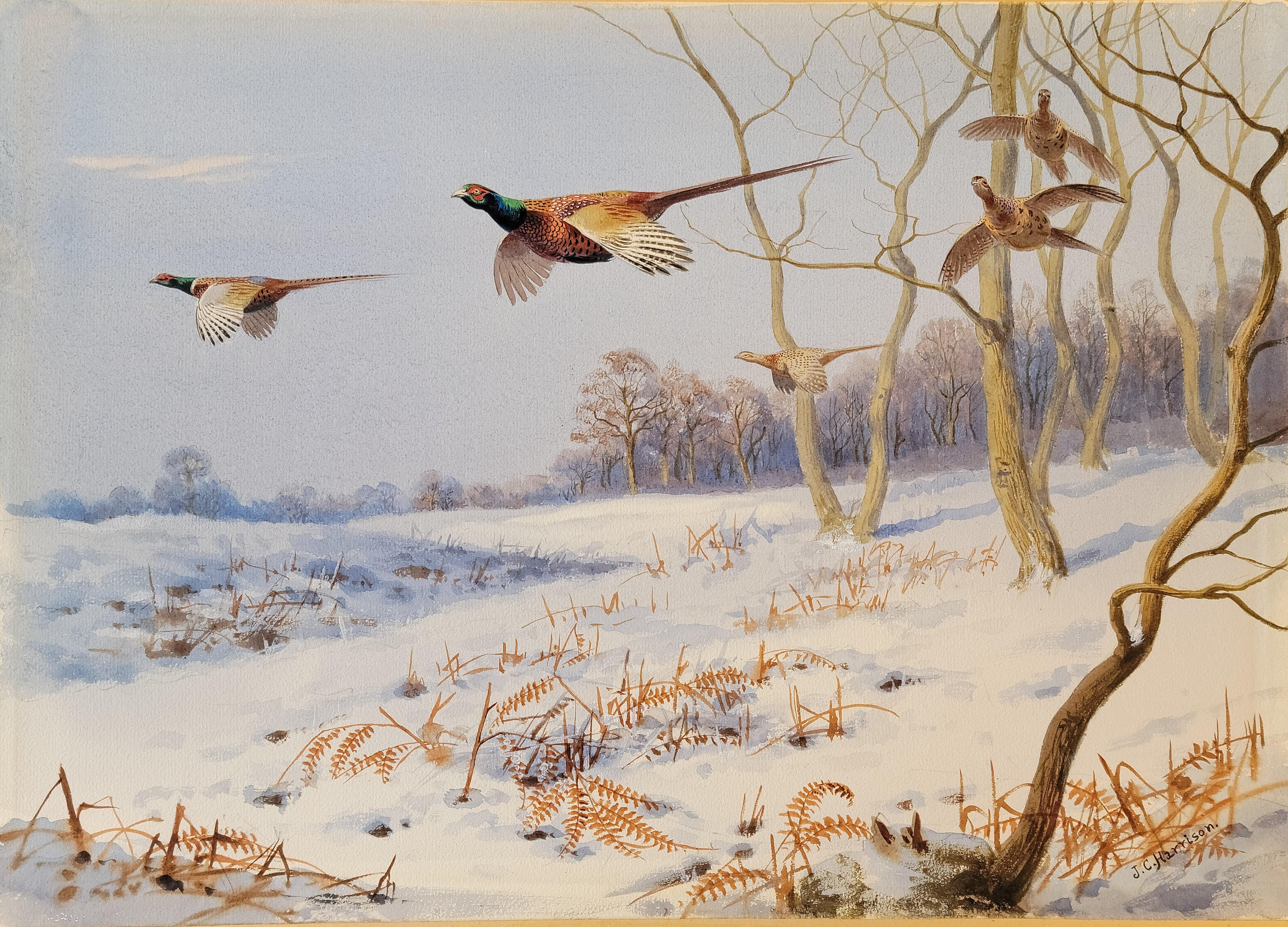 John Cyril Harrison (British, 1898 - 1985)

Signed: J.C. Harrison. (Lower, Right)

" Winter Pheasants ", circa 1925-1930
(Titled in pencil on verso by the artist)

Watercolor laid on board by the artist.

Sheet size: 13 3/8" x 19"

Board size: 13