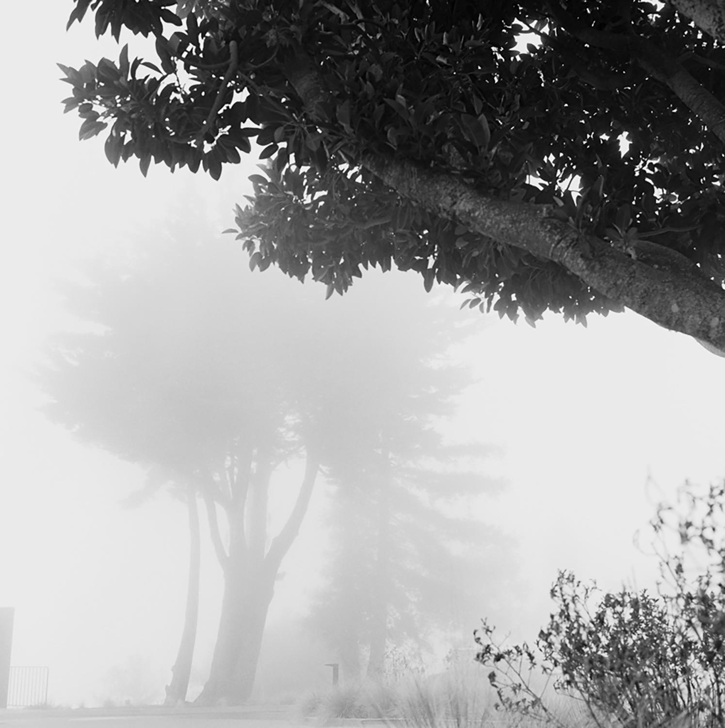 Cloud Bank, Big Sur, CA